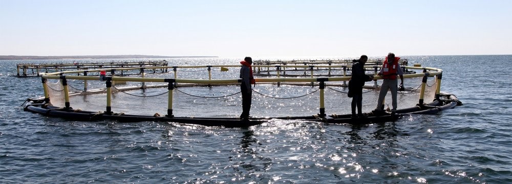 Iran’s Fishing Industry Thriving